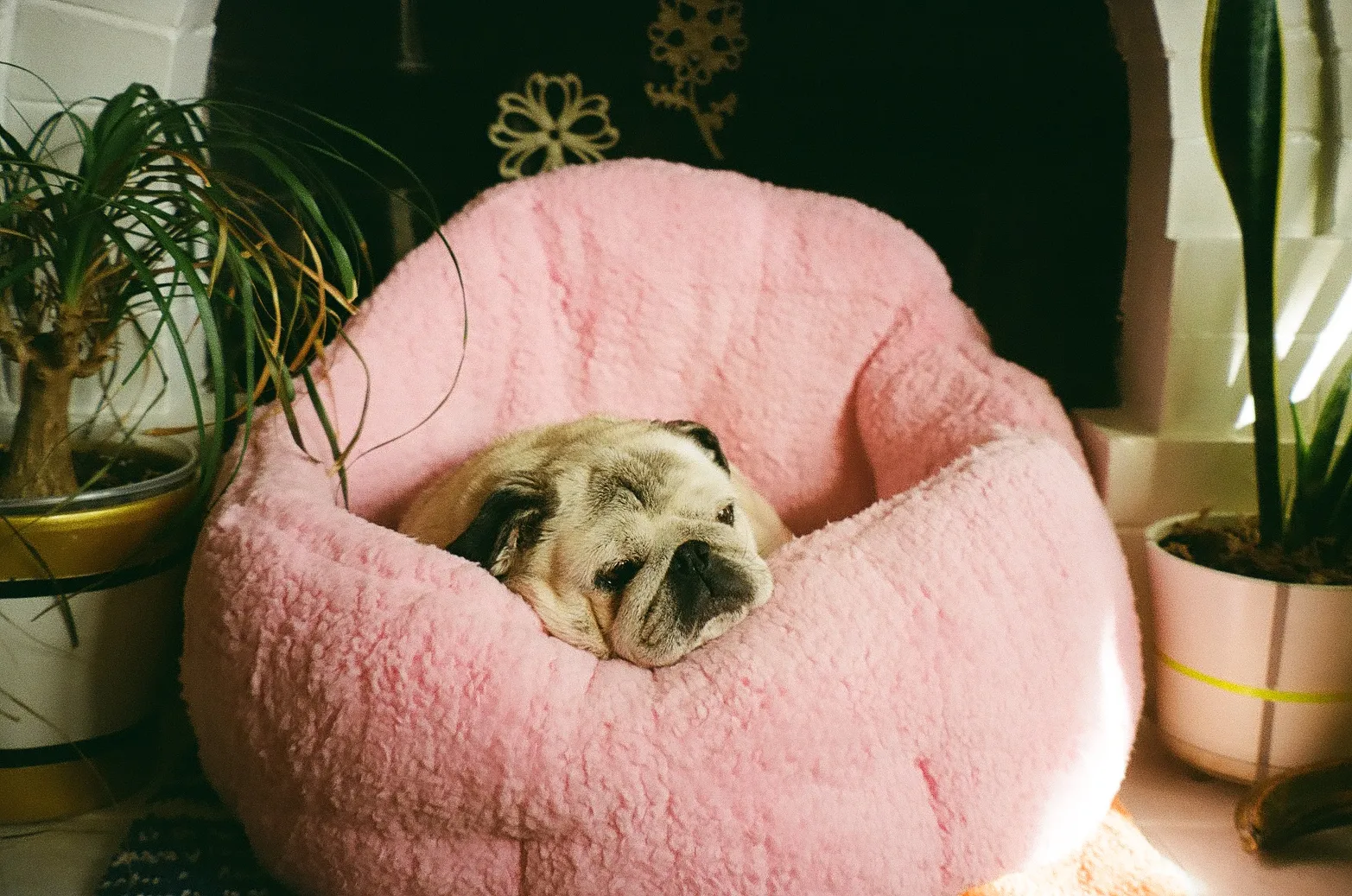 A 35mm color photo of senior pug Gary snuggled in his pink fuzzy dog bed.